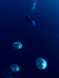 The reflex of the diver in the bubbles. by Rodrigo Thome 
